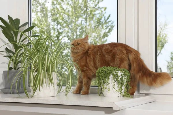 Αξιολάτρευτη Γάτα Κοντά Πράσινα Φυτά Στο Περβάζι Του Παραθύρου Στο — Φωτογραφία Αρχείου