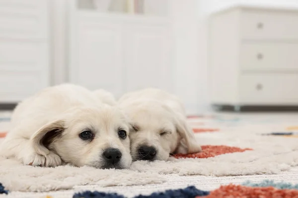 Cachorrinhos Bonitos Deitados Tapete Casa Espaço Para Texto — Fotografia de Stock