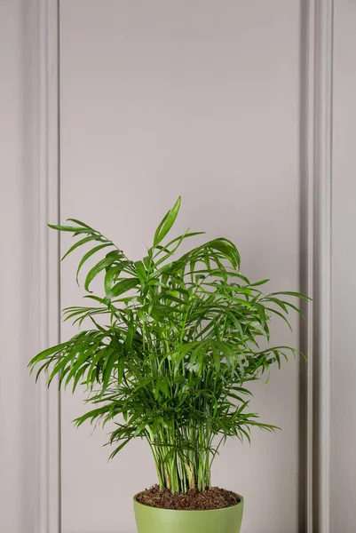 Topfpalme Der Nähe Der Weißen Wand Schöne Zimmerpflanze — Stockfoto
