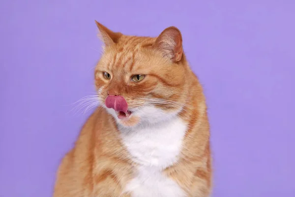 Cute Cat Licking Itself Lilac Background — Stock Photo, Image