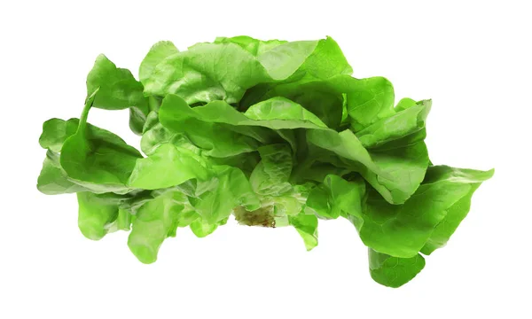 Frische Grüne Butter Salatkopf Isoliert Auf Weiß — Stockfoto