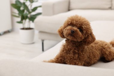 Evdeki rahat koltukta dinlenen sevimli Maltipoo köpeği, mesaj için yer. Sevimli hayvan