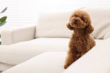 Şirin Maltipoo köpeği rahat koltukta oturuyor, mesaj için yer var. Sevimli hayvan