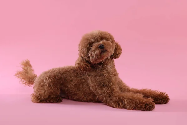 stock image Cute Maltipoo dog on pink background. Lovely pet