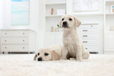 Evdeki beyaz halıda sevimli küçük köpekler.