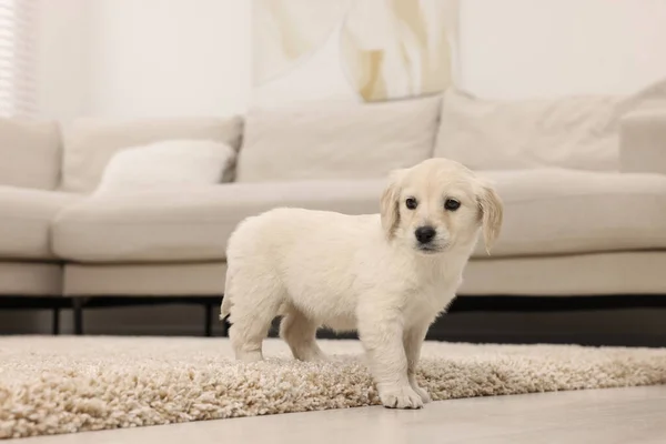 베이지 카펫에 귀여운 강아지 — 스톡 사진