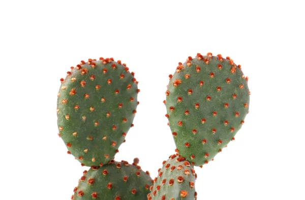 Hermoso Cactus Verde Opuntia Sobre Fondo Blanco —  Fotos de Stock