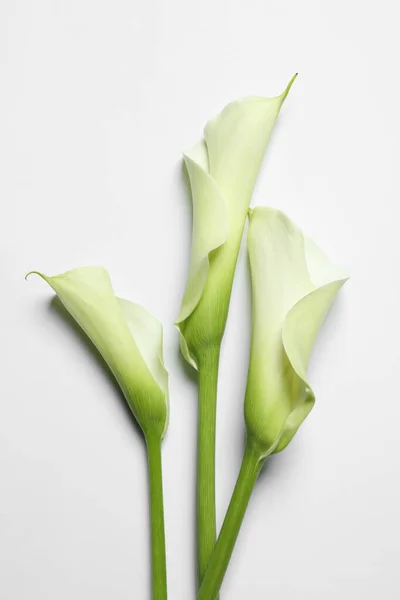 Schöne Calla Lilie Blüten Auf Weißem Hintergrund Draufsicht — Stockfoto
