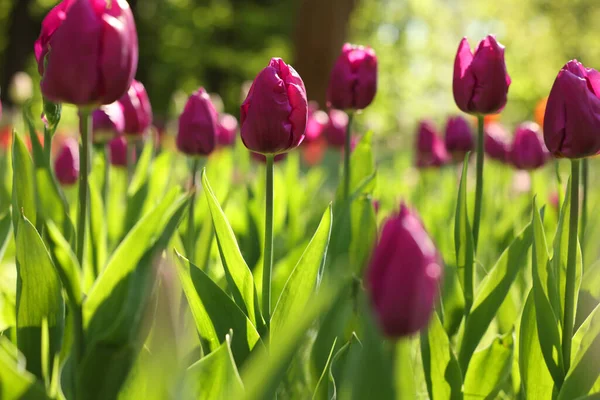 Belles Tulipes Violettes Poussant Extérieur Jour Ensoleillé Gros Plan — Photo