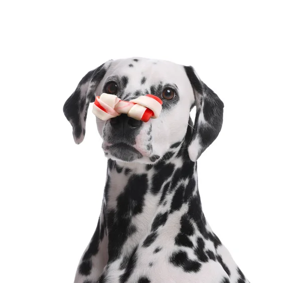 可愛いですダルマチア犬ともにかむ骨上の鼻に白の背景 — ストック写真
