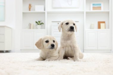 Evdeki beyaz halıda sevimli küçük köpekler.