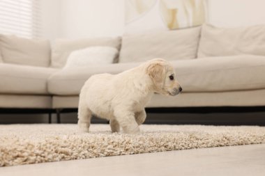 Evdeki bej halıda şirin bir köpek yavrusu.