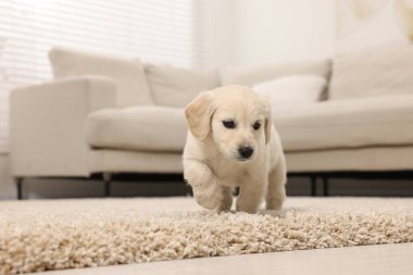 Evdeki bej halıda şirin bir köpek yavrusu.