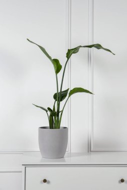 Beyaz duvarın yanındaki çekmecelerin üzerine strelitzia sakladım. Güzel ev bitkisi