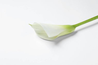 Beyaz arka planda güzel bir zambak çiçeği