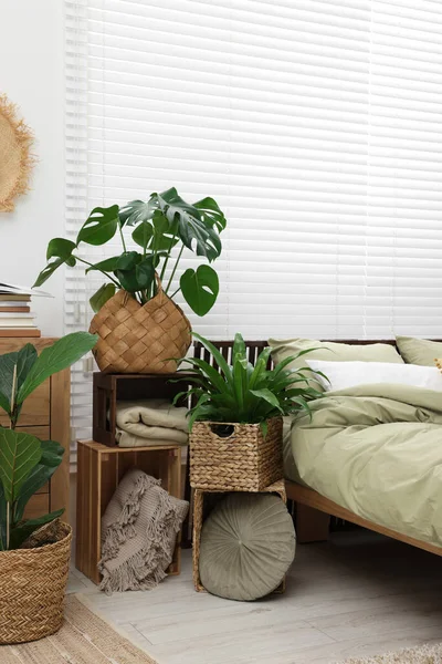 Hermosas Plantas Interior Verdes Cómoda Cama Dormitorio —  Fotos de Stock