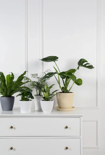 Muitas Plantas Sala Diferentes Vasos Peito Gavetas Perto Parede Branca — Fotografia de Stock