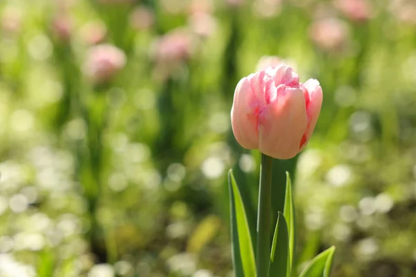 Prachtige Roze Tulp Groeit Buiten Zonnige Dag Close Ruimte Voor — Stockfoto