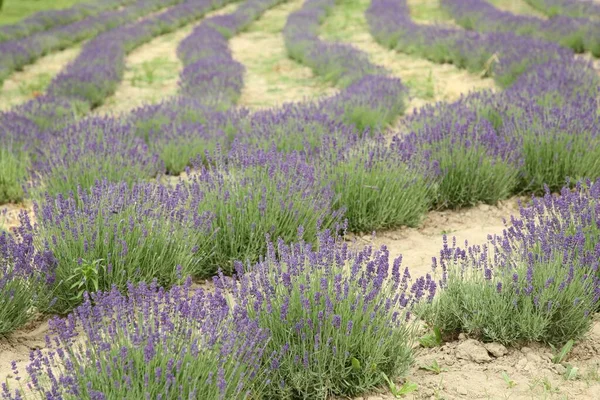 Stock image View of beautiful blooming lavender growing in field