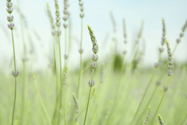 Vacker Lavendel Växer Fält Närbild — Stockfoto