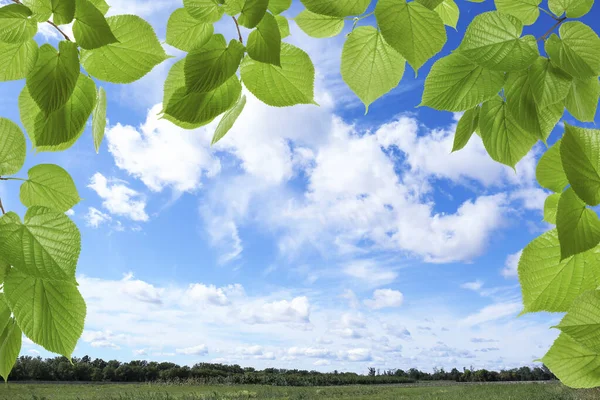 Голубое Небо Облаками Над Полем Вид Сквозь Ярко Зеленые Листья — стоковое фото