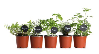 Beyaza izole edilmiş farklı aromatik saksı bitkileri.