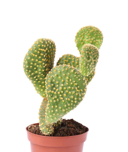 Bellissimo Cactus Verde Opuntia Vaso Sfondo Bianco — Foto Stock