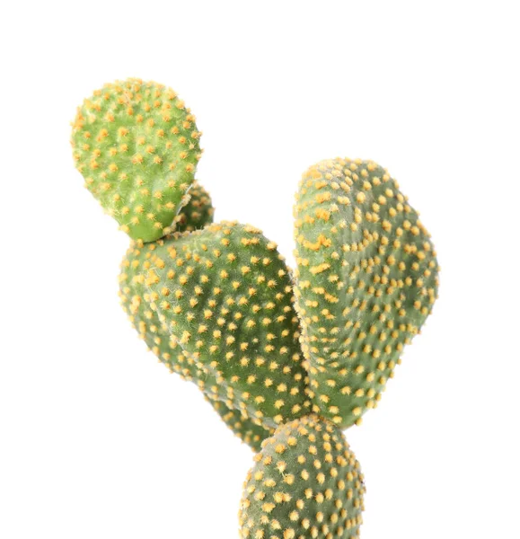 Vacker Grön Opuntia Kaktus Vit Bakgrund — Stockfoto