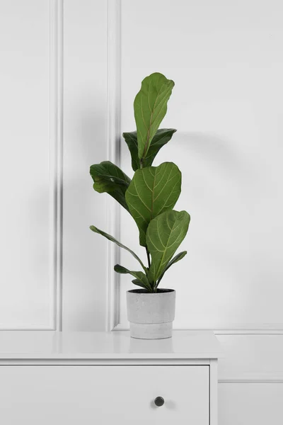 Nosní Fíkus Zásuvce Bílé Zdi Krásná Pokojová Rostlina — Stock fotografie
