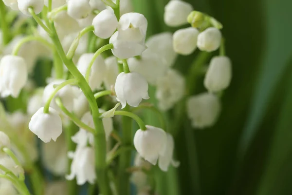 stock image Beautiful lily of the valley flowers on blurred green background, closeup