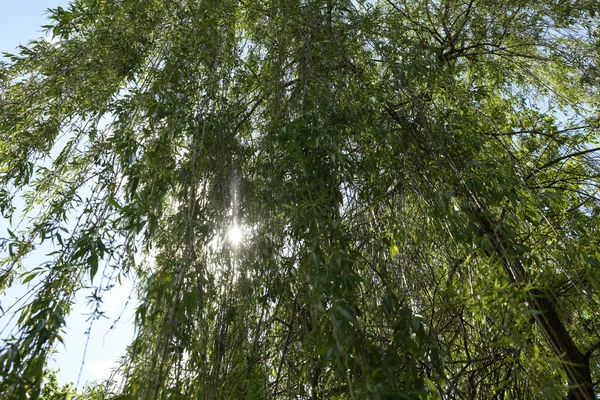 Beautiful Willow Tree Green Leaves Growing Outdoors Sunny Day Low — Stock Photo, Image