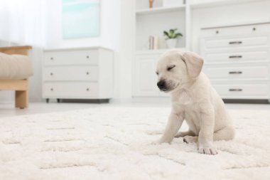 Evdeki beyaz halıda şirin bir köpek yavrusu. Metin için boşluk