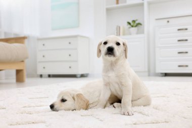 Evdeki beyaz halıda sevimli küçük köpekler.