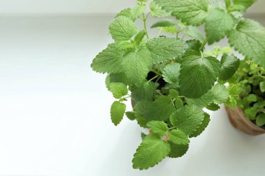 İçerideki pencere pervazında taze Melissa var. Görüntü üstü. Metin için boşluk