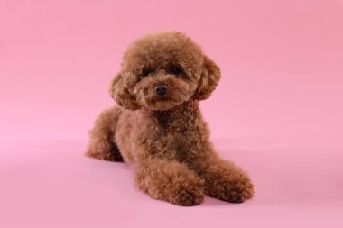 Pembe arka planda sevimli bir Maltipoo köpeği. Sevimli hayvan