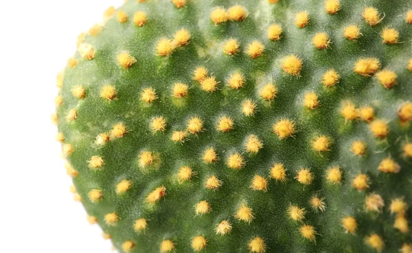 Schöner Grüner Opuntia Kaktus Auf Weißem Hintergrund Nahaufnahme — Stockfoto