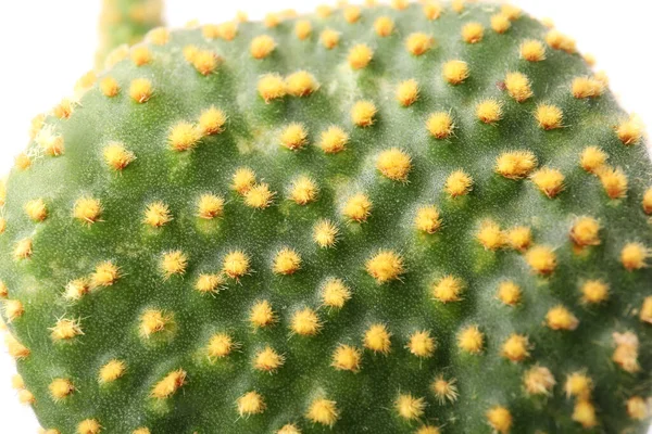 Beautiful Green Opuntia Cactus White Background Closeup — Stock Photo, Image