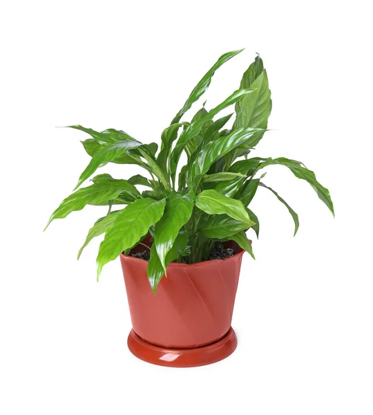Potted Spathiphyllum Plant Met Groene Bladeren Geïsoleerd Wit — Stockfoto