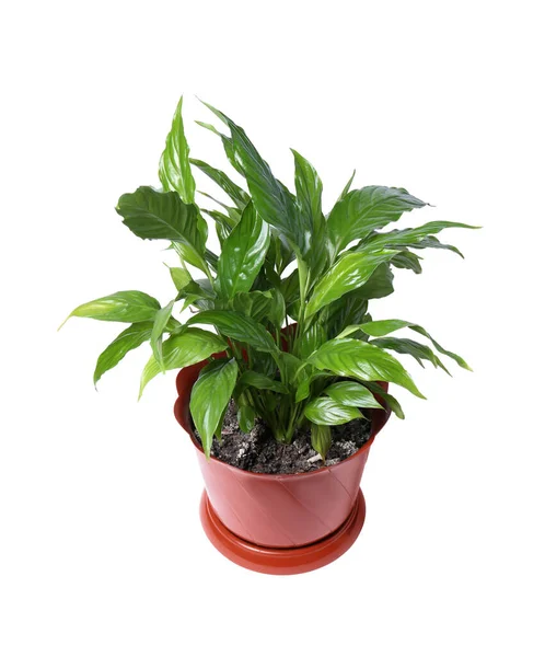 Potted Spathiphyllum Planta Com Folhas Verdes Isoladas Branco — Fotografia de Stock