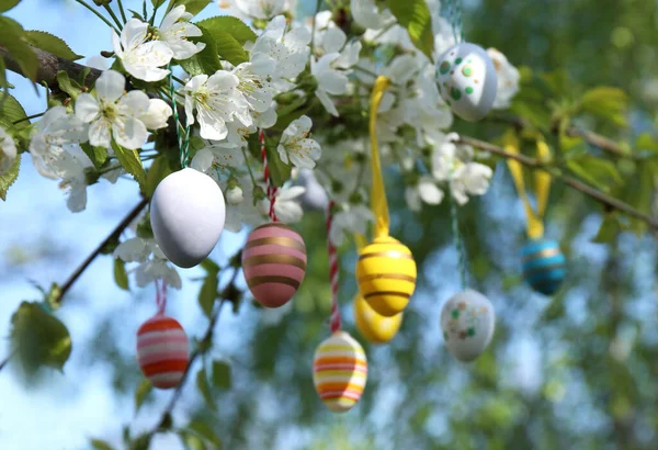 Красиво Окрашенные Пасхальные Яйца Висят Цветущем Дереве Открытом Воздухе Пространство — стоковое фото