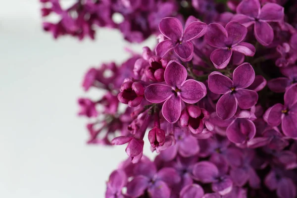 Vue Rapprochée Belles Fleurs Lilas Sur Fond Blanc Gros Plan — Photo