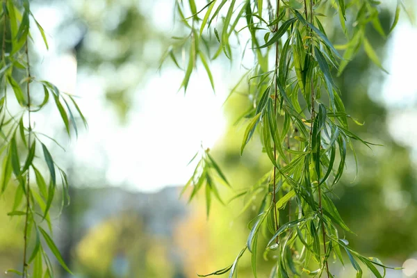 Beautiful Willow Tree Green Leaves Outdoors Sunny Day Closeup Space — Stock Photo, Image
