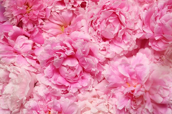 Красиві Ароматні Квіти Півонії Фон Крупним Планом — стокове фото