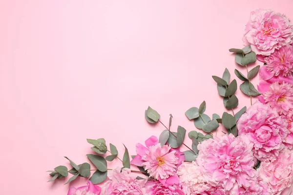 Krásné Pivoňkové Květy Listy Eukalyptu Růžovém Pozadí Plochý Ležel Mezera — Stock fotografie