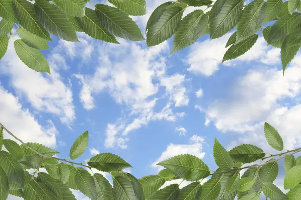 Голубое Небо Облаками Вид Сквозь Ярко Зеленые Листья — стоковое фото
