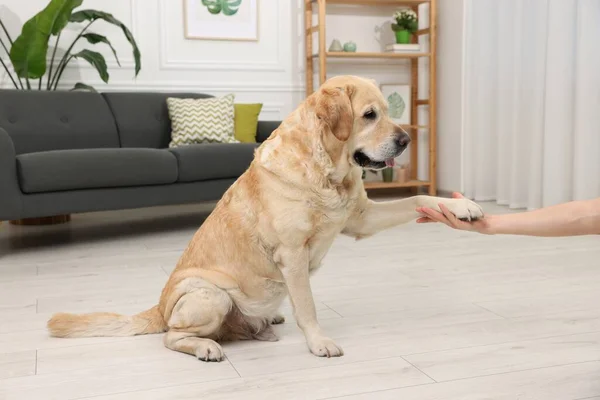 Roztomilý Labrador Retrívr Pes Dává Tlapky Muže Doma — Stock fotografie