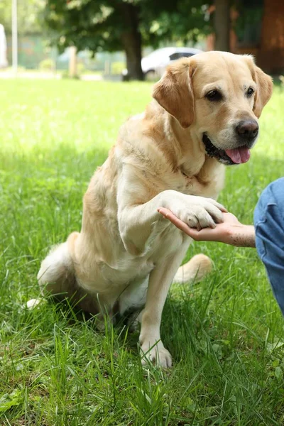 Lindo Perro Labrador Retriever Dando Pata Mujer Aire Libre —  Fotos de Stock