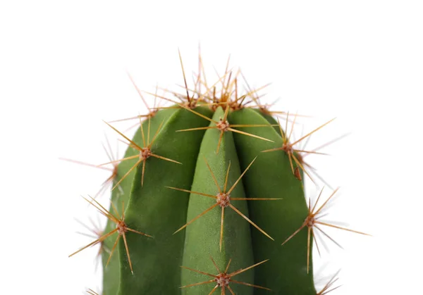 Hermoso Cactus Verde Aislado Blanco Primer Plano Planta Tropical —  Fotos de Stock