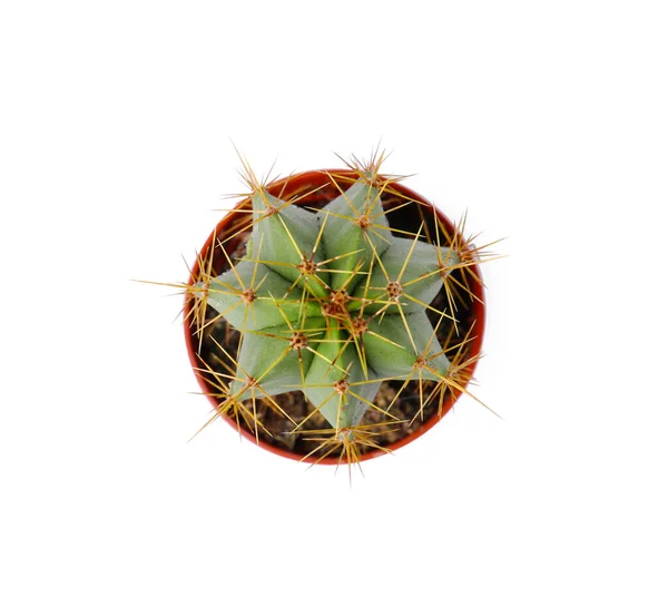 Schöner Grüner Kaktus Topf Isoliert Auf Weiß Von Oben Betrachtet — Stockfoto