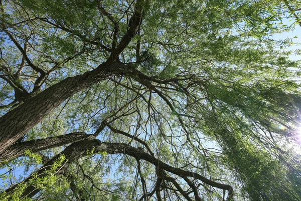 Krásná Vrba Strom Zelenými Listy Rostoucí Venku Slunečného Dne Spodní — Stock fotografie